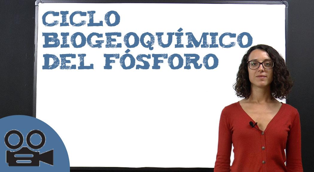 Ciclo Biogeoqu Mico Del F Sforo The Best Porn Website