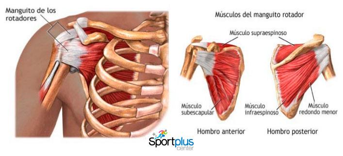 Descubre cuáles son los TENDONES del HOMBRO Con IMÁGENES