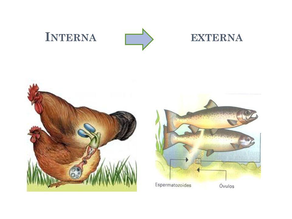 Diferencias Entre Fecundaci N Externa E Interna Con Esquemas