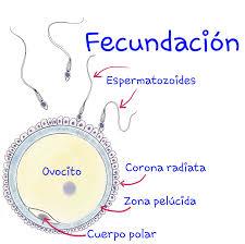 Fases De La Fecundaci N Resumen Corto