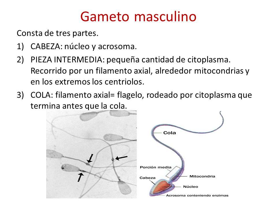 Gameto Femenino Y Masculino Definici N Y Diferencias Esquema