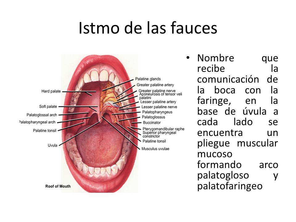 Función del ISTMO de las fauces [resumen!!]