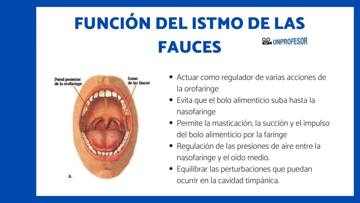 Función del istmo de las fauces