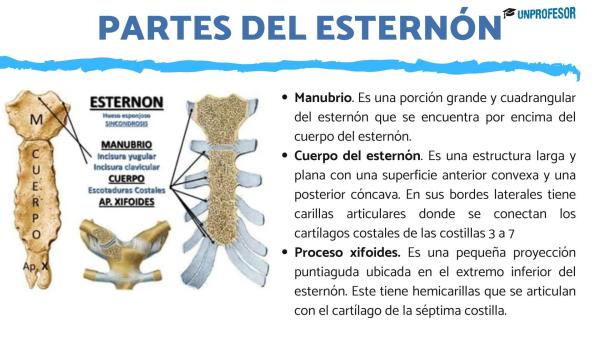 Todos los huesos del tórax - ¿Cómo se llama el hueso del pecho?