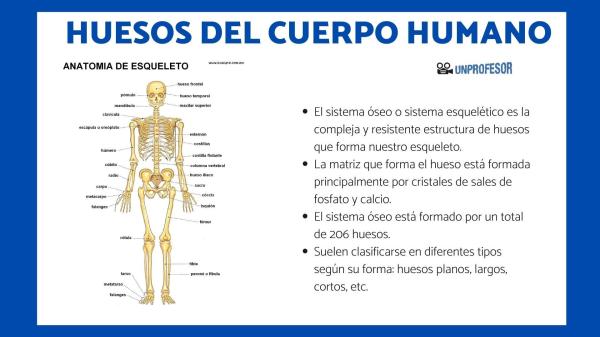 Todos los huesos del tórax - ¿Cuáles son los 80 huesos del esqueleto axial?