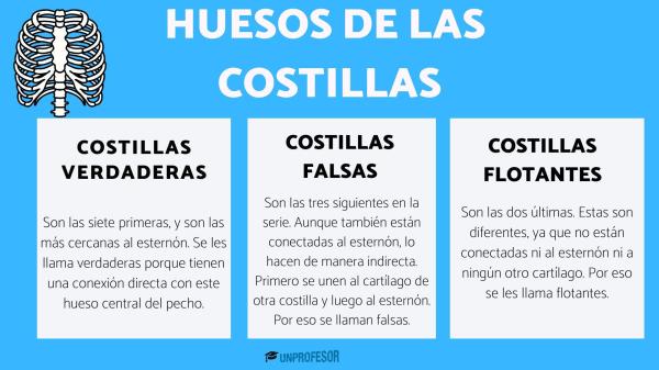 Todos los huesos del tórax - Hueso que protege el corazón