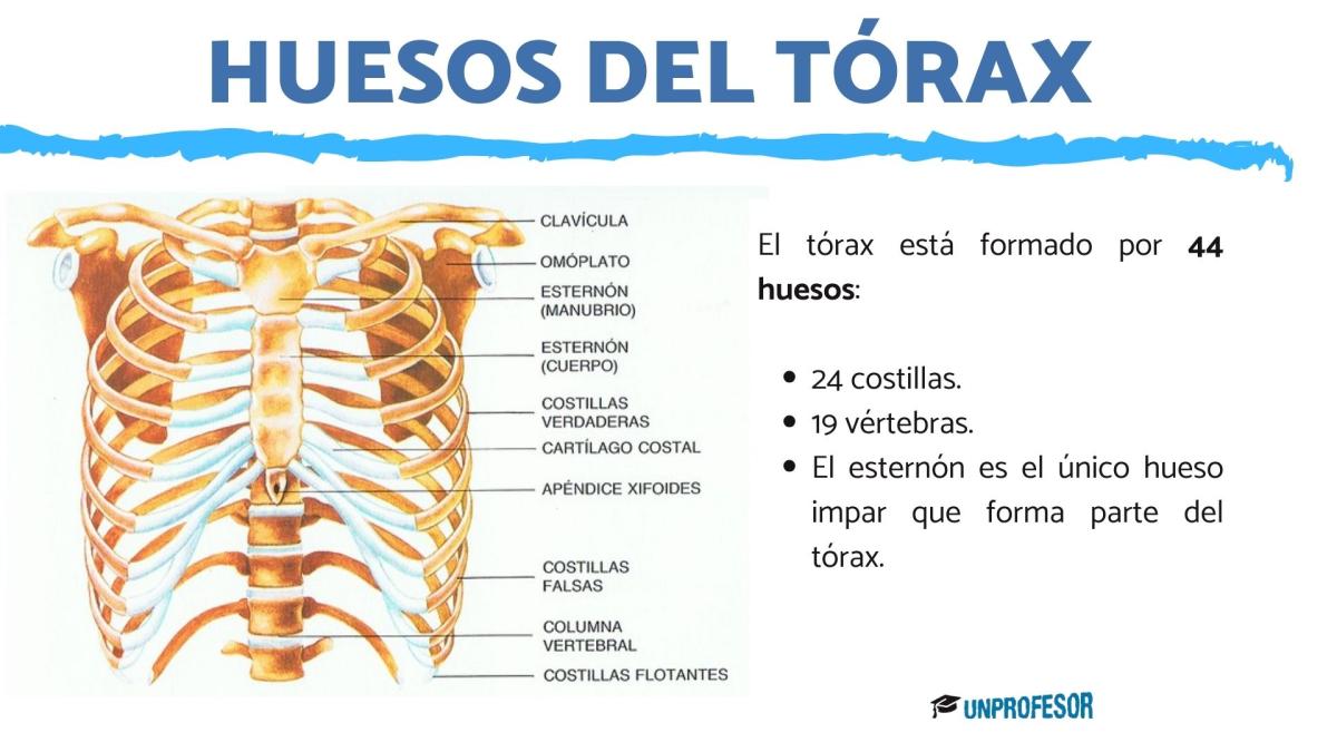 Todos los huesos del tórax
