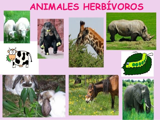 Animales herbívoros - EJEMPLOS Y CARACTERÍSTICAS