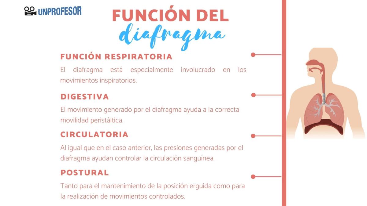 Función del diafragma