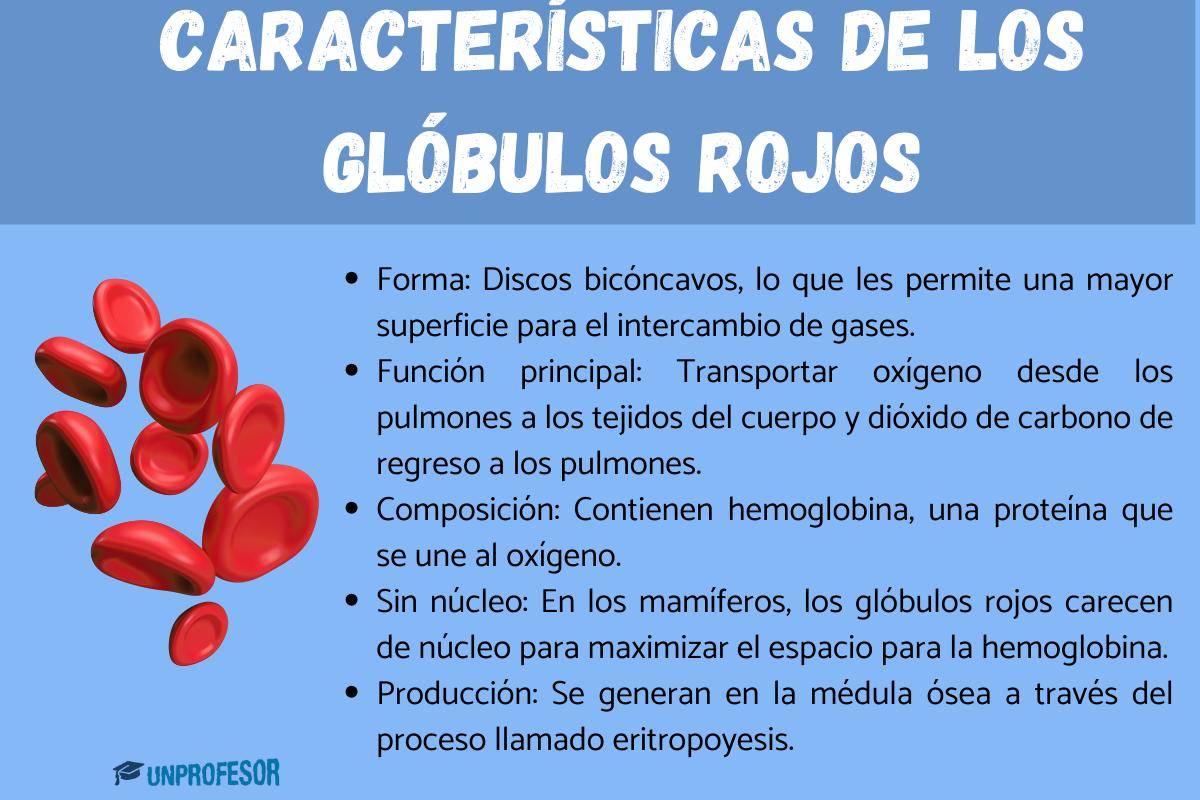Características de los glóbulos rojos