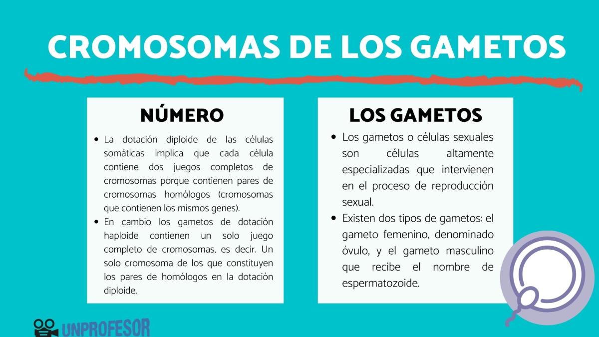 Cuántos cromosomas tienen los gametos