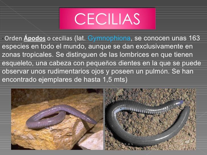 Conoce la CLASIFICACIÓN de los ANFIBIOS ¡¡RESUMEN + IMÁGENES!!