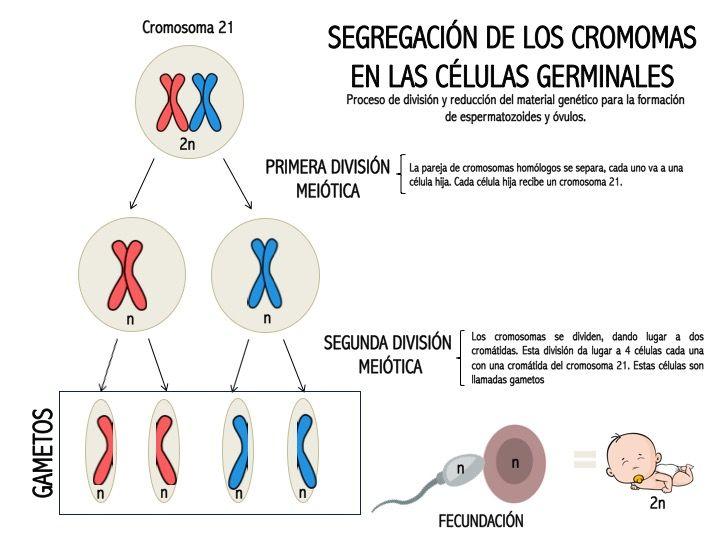Te contamos cuántos CROMOSOMAS tienen los gametos - [RESUMEN fácil]