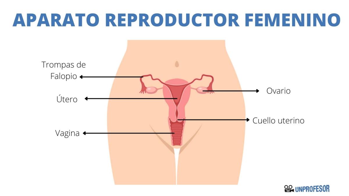 Anatomía del aparato reproductor femenino