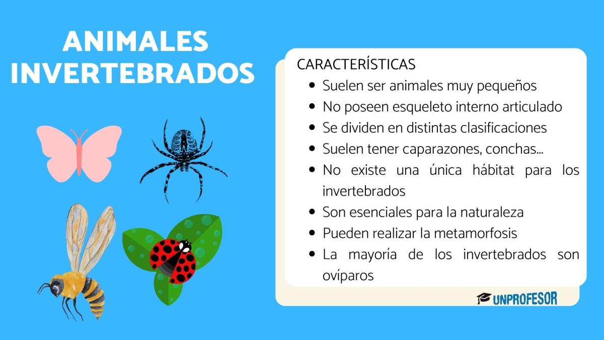 Animales invertebrados: características y clasificación