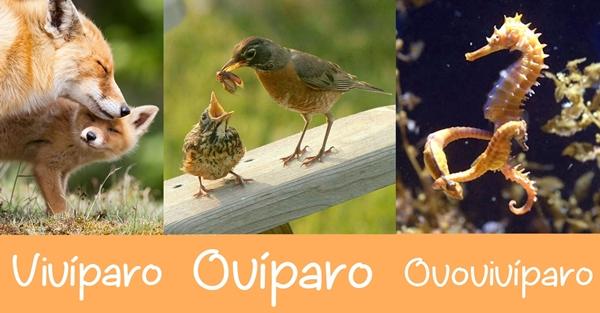 Diferencias entre animales vivíparos, ovíparos y ovovivíparos - RESUMEN