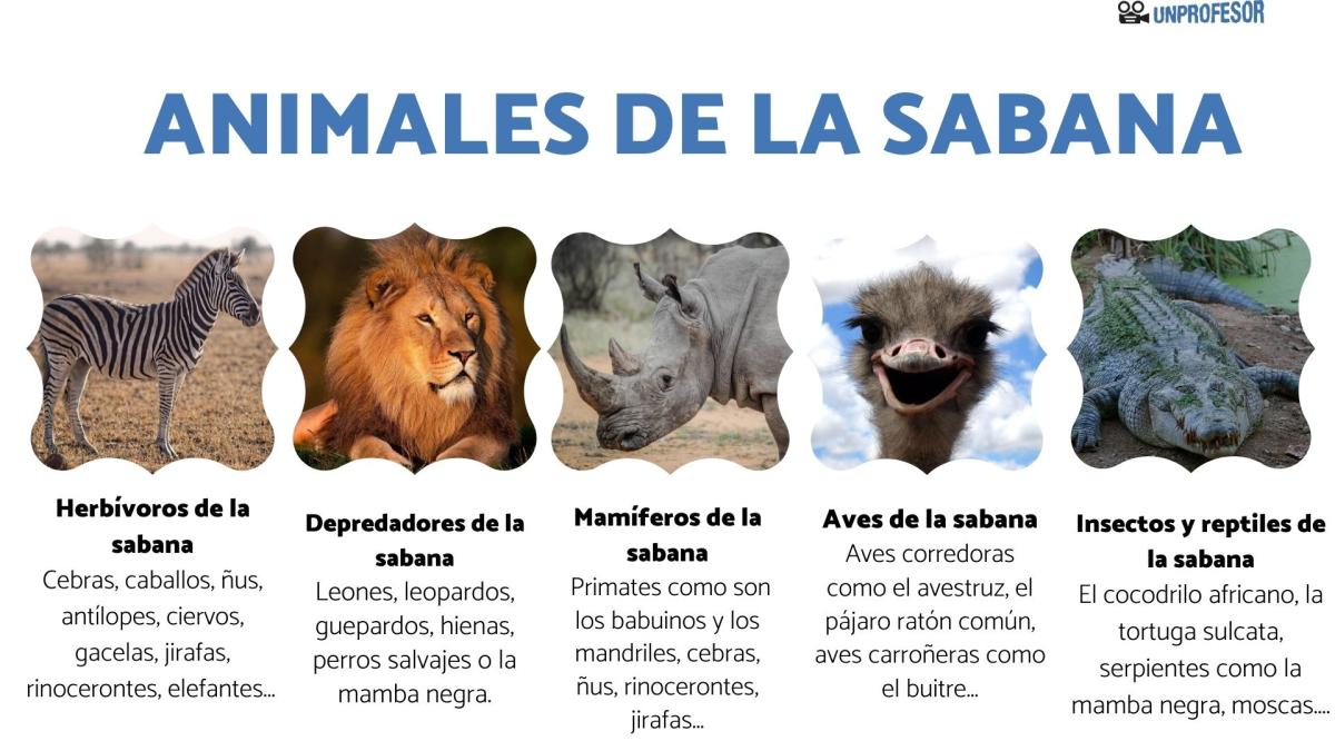 Animales de la sabana