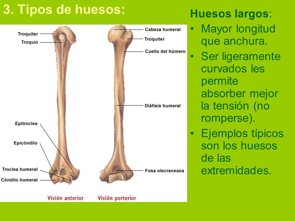 Descubre cuáles son los huesos largos del cuerpo humano CON FOTOS Descubre cuáles son los huesos largos del cuerpo humano CON FOTOS