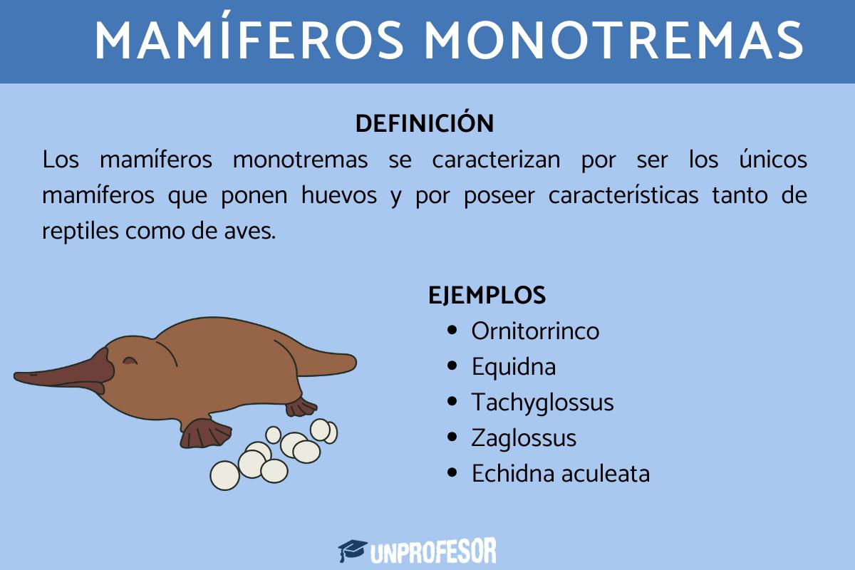 Mamíferos monotremas - con ejemplos
