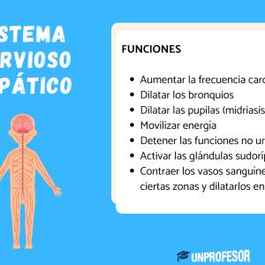 Sistema nervioso simpático: funciones