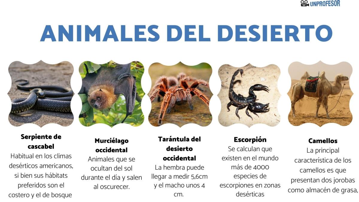 Animales del desierto - con imágenes