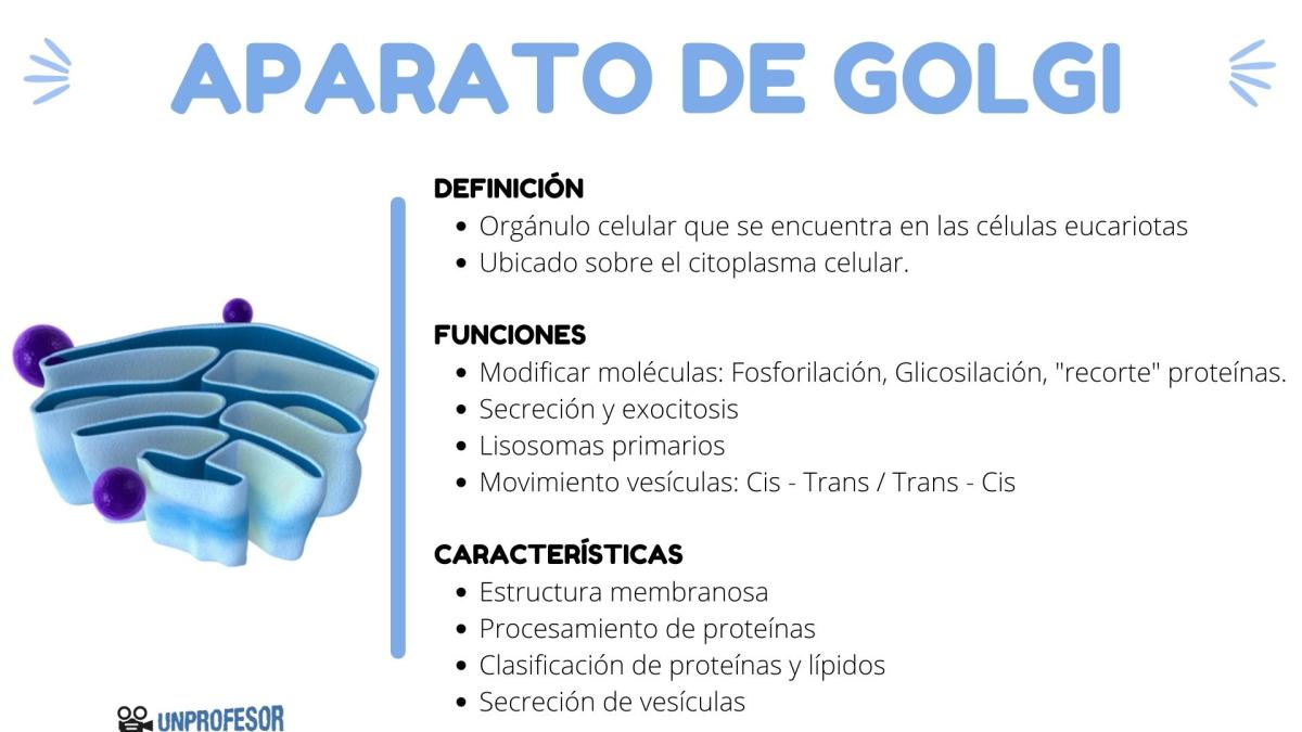 Qué es el aparato de Golgi
