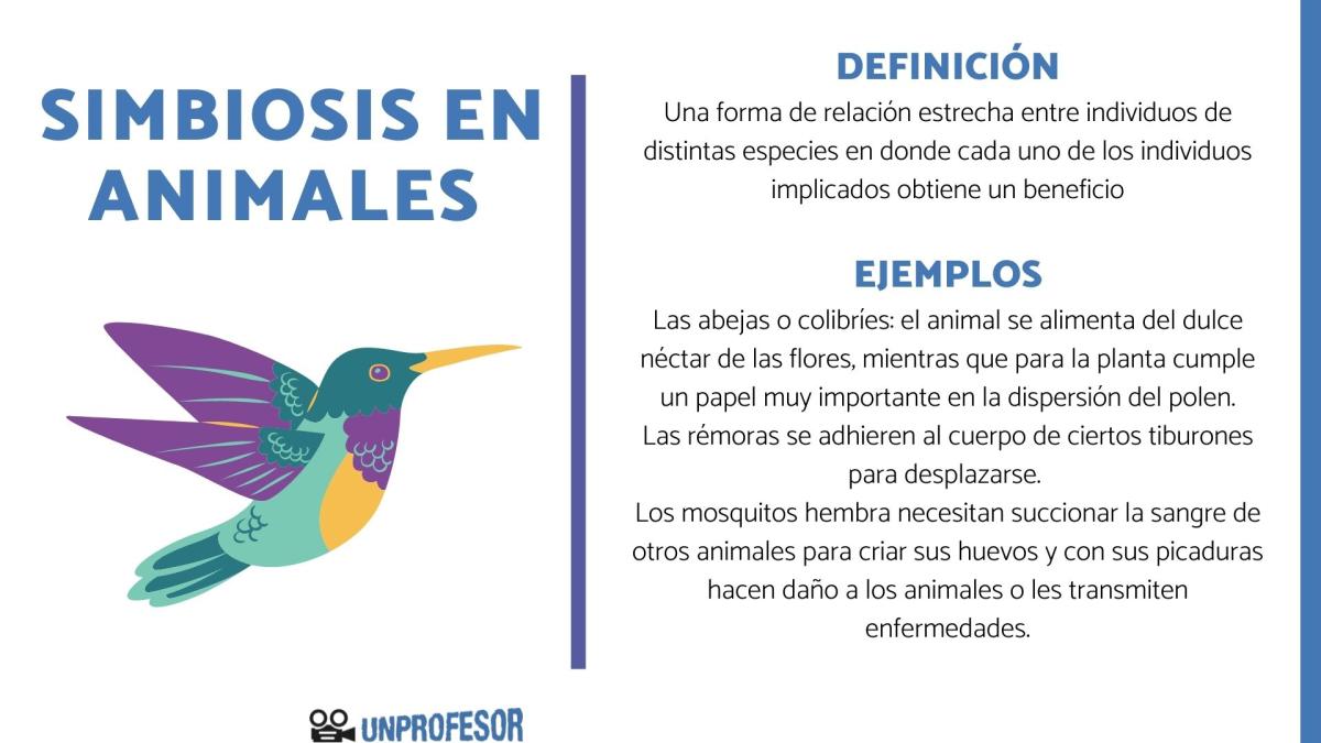 Ejemplos de simbiosis en animales