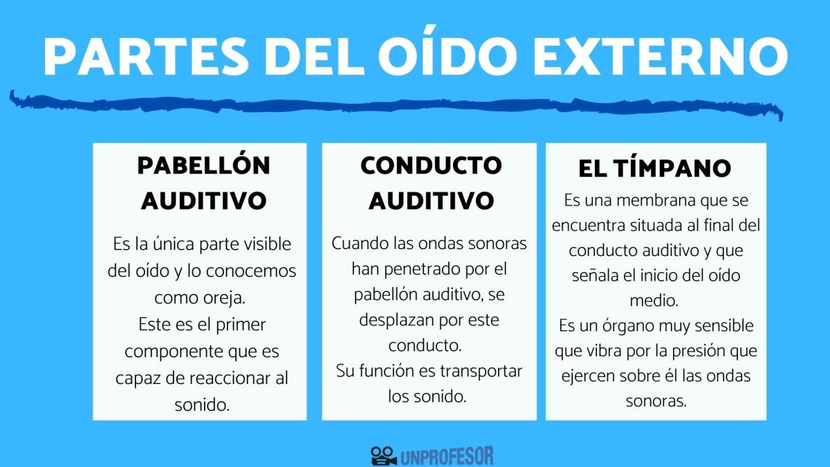 Partes del oído externo y su función