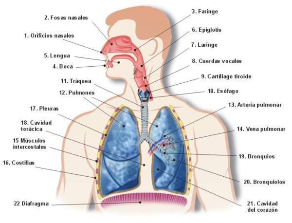 Partes y funciones del sistema respiratorio - Aparato respiratorio: dibujo