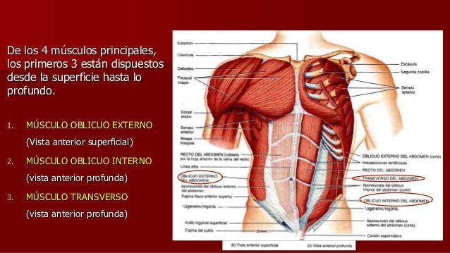 Descubre TODOS los músculos del abdomen y sus funciones - ¡CON IMÁGENES!