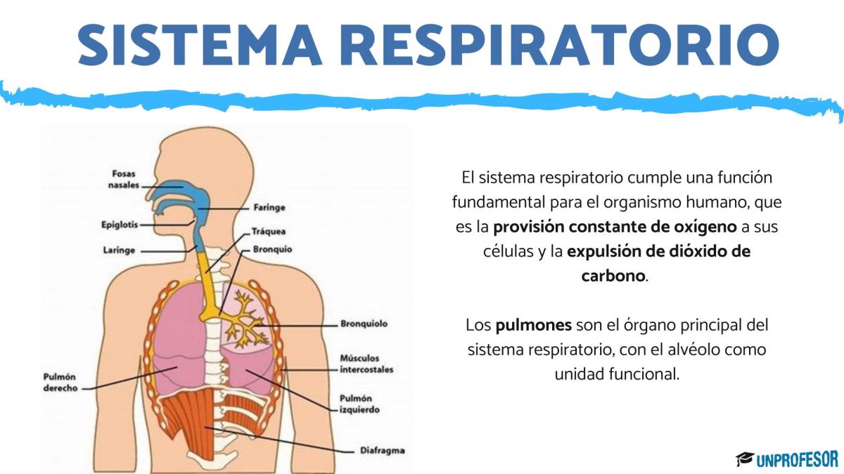 Partes y funciones del sistema respiratorio