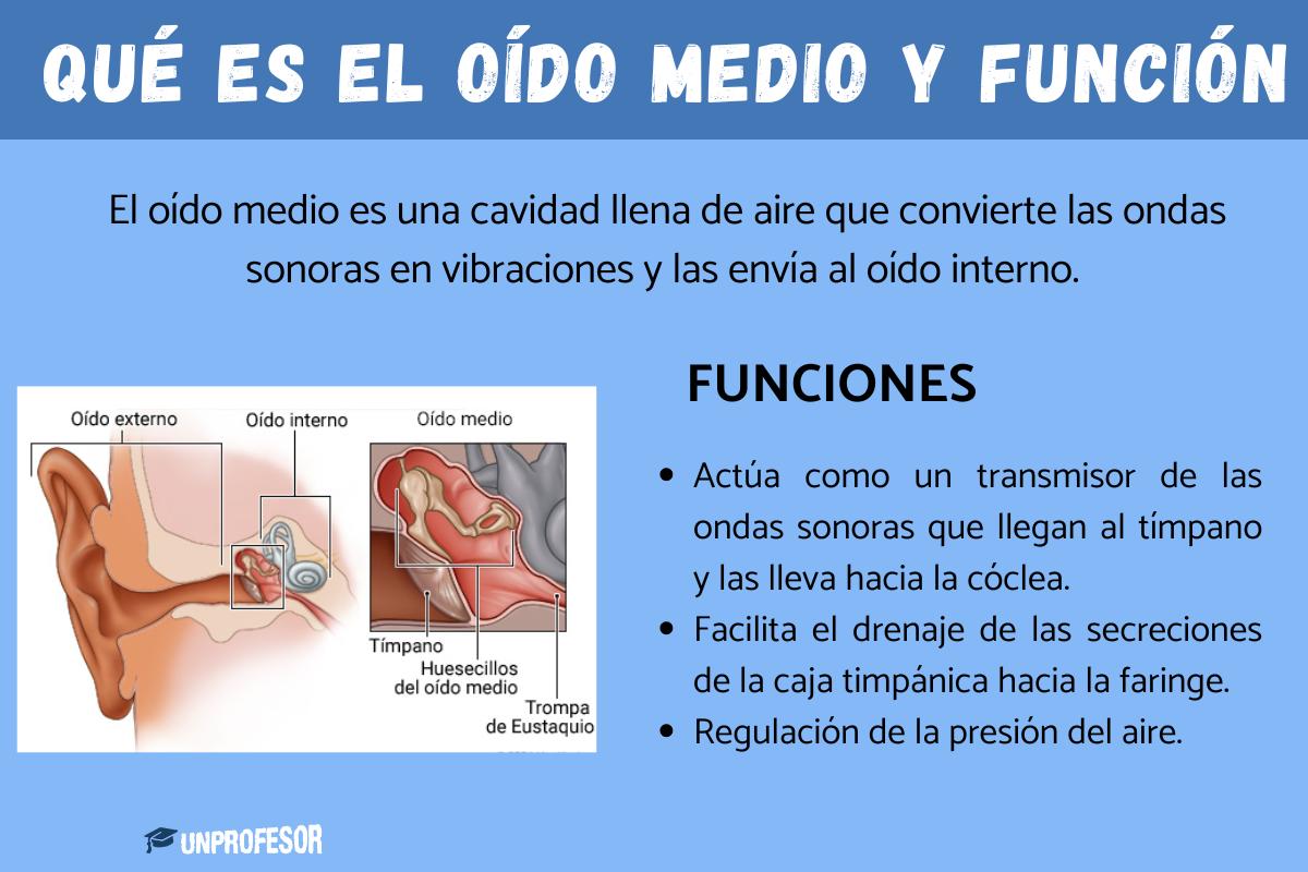 Qué es el oído medio y su función