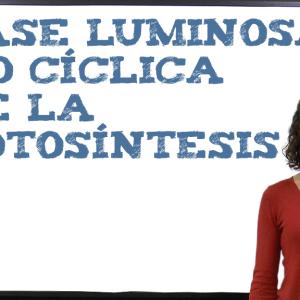 Fase luminosa no cíclica de la fotosíntesis