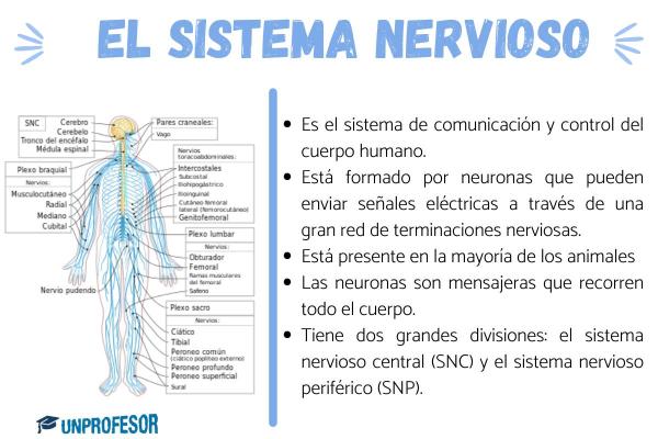 Función de la vejiga urinaria - El control nervioso de la vejiga