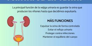Función de la vejiga urinaria