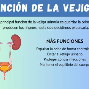 Función de la vejiga urinaria
