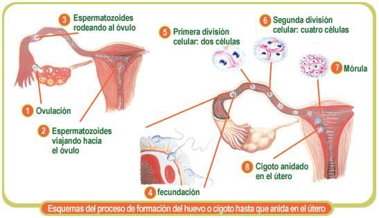 Aparato reproductor femenino y sus partes - ¿Cómo funciona el aparato reproductor femenino?