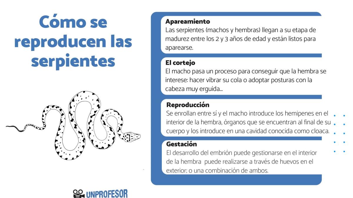 Cómo se reproducen las serpientes