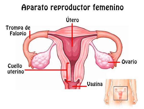 Aparato reproductor femenino y sus partes - Cuáles son las funciones del aparato reproductor femenino