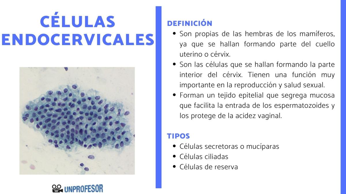 Qué son las células endocervicales y su función