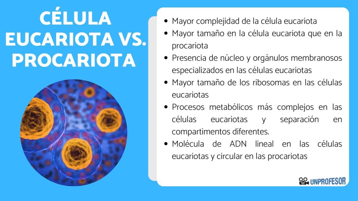 Diferencia entre célula eucariota y procariota
