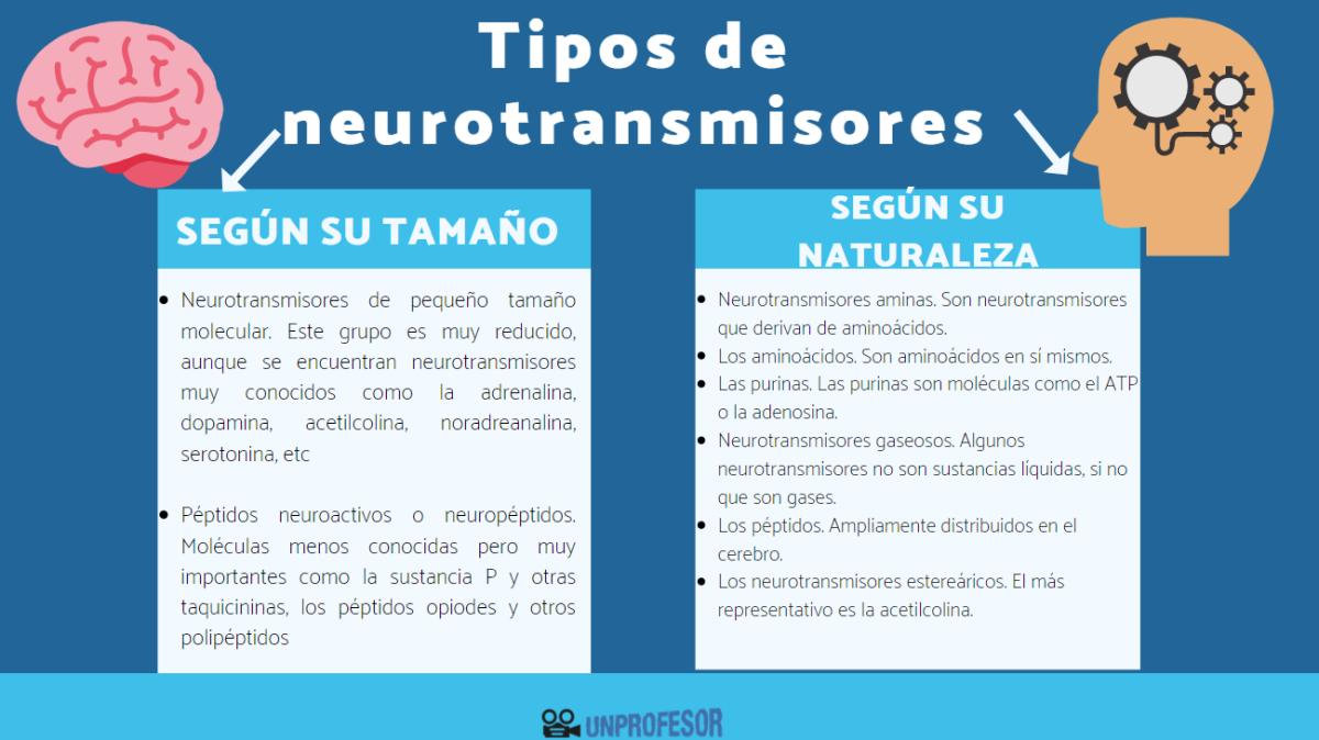 Tipos de neurotransmisores
