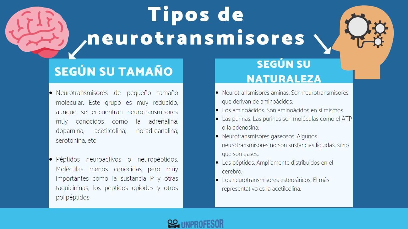 Tipos de NEUROTRANSMISORES más importantes - RESUMEN + ESQUEMAS!!