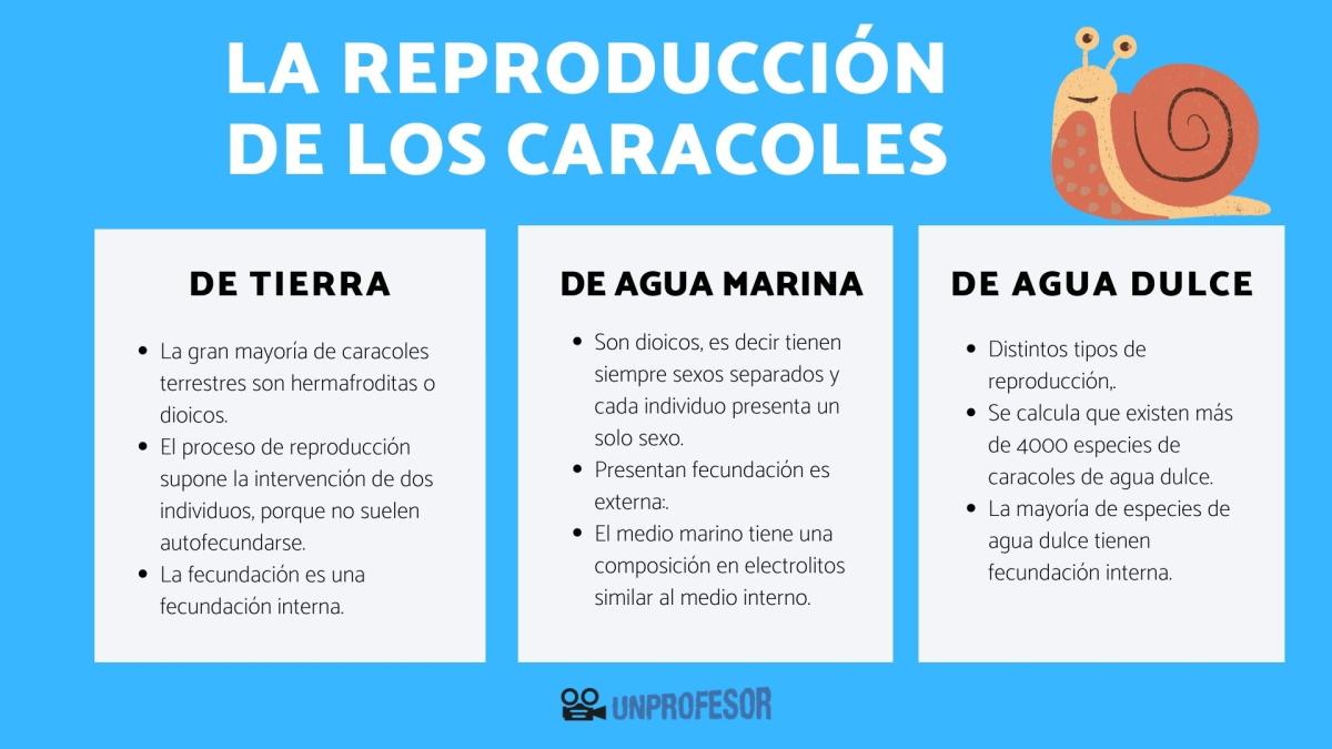 Cómo se reproducen los caracoles