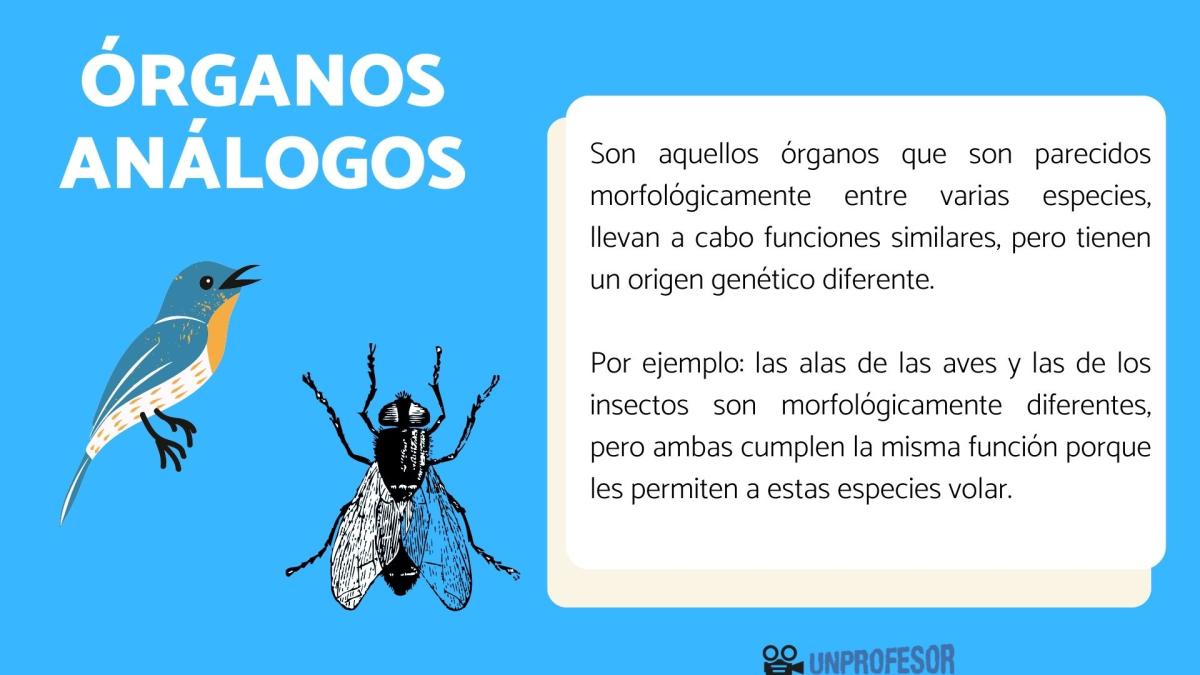 Qué son los órganos análogos