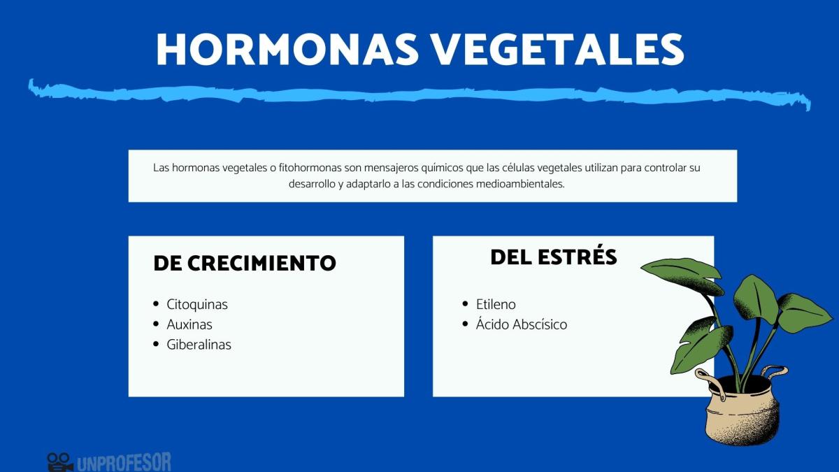 Qué son las hormonas vegetales y cómo se clasifican