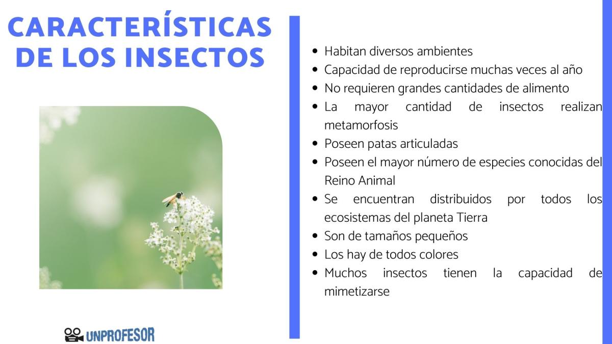 Características de los insectos