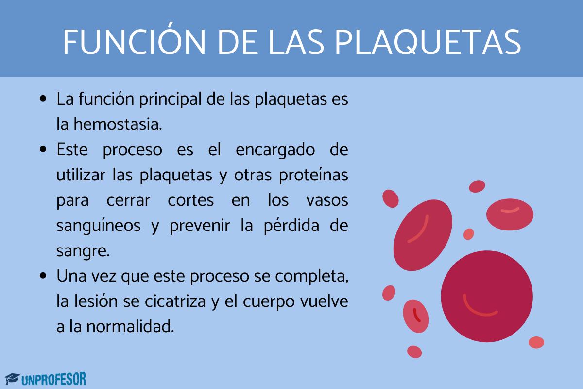 Función de las plaquetas