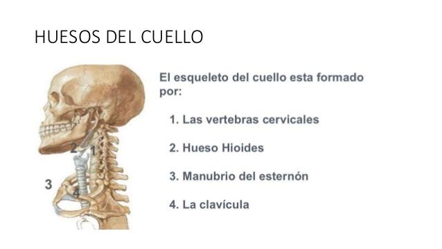 Todos los HUESOS del CUELLO - ¡RESUMEN + IMÁGENES!