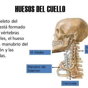 Todos los huesos del cuello